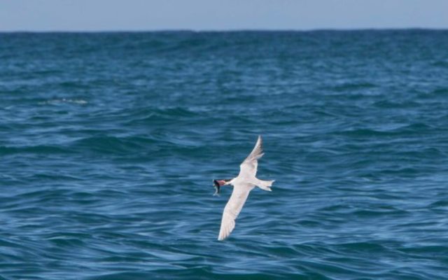 115A1149_580x410_1511593412