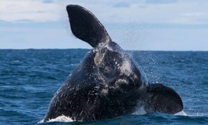 Whale Watching Blog 24 November 2017