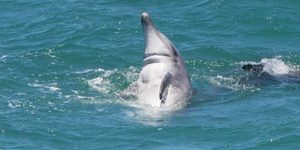 115A1438_580x445_1511593414