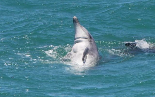 115A1438_580x445_1511593414