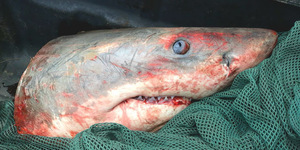 IMG_20171127_WA0004_1511944475