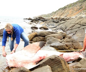 Deceased White Shark, Gansbaai - Cape Infanta