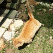 Jinaja looking for a home