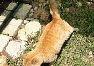 Jinaja looking for a home