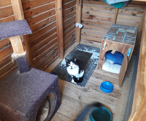 Lancelot looking for a home