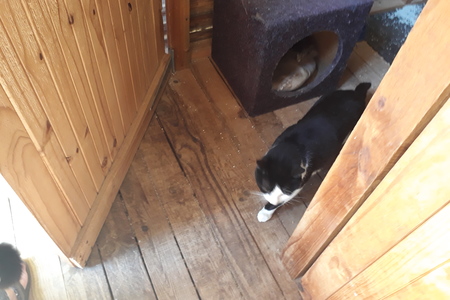 Sir_Lancelot_3__1512038343