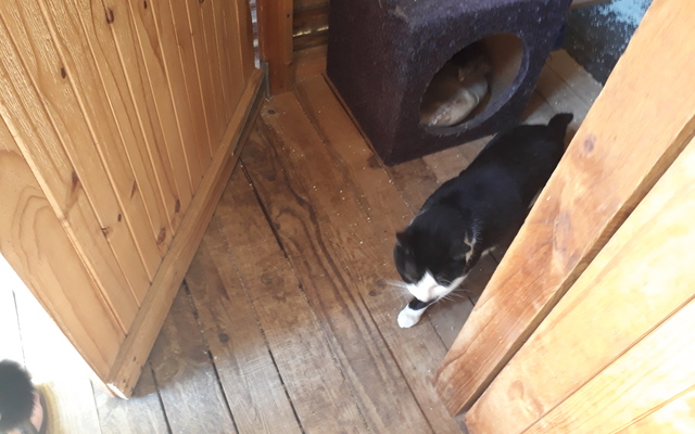 Sir_Lancelot_3__1512038343