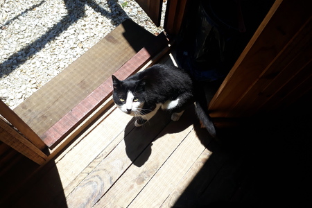 Sir_Lancelot_4__1512038344