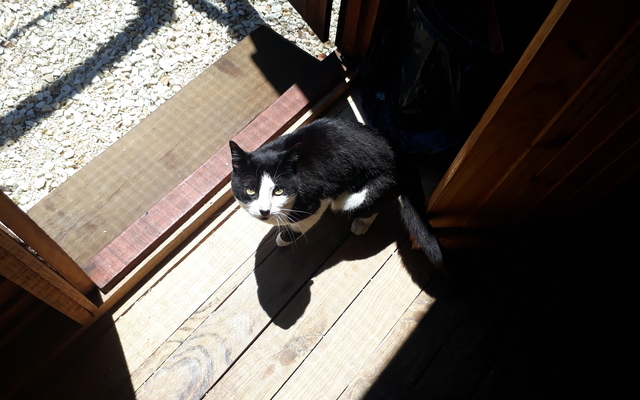 Sir_Lancelot_4__1512038344