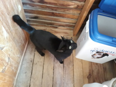 Arthur looking for a home