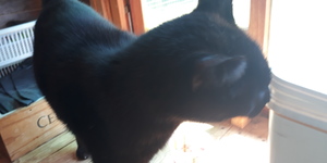 Arthur_4__1512038512