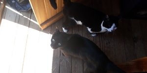 Arthur_5__1512038513