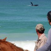 Horse Trails #gansbaaipearlybeachhorsetrails