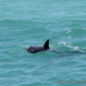 1_IMG_0414_1515745339