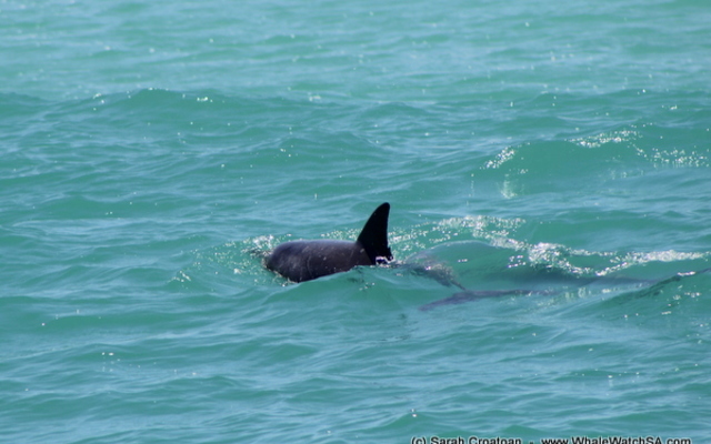 1_IMG_0414_1515745339