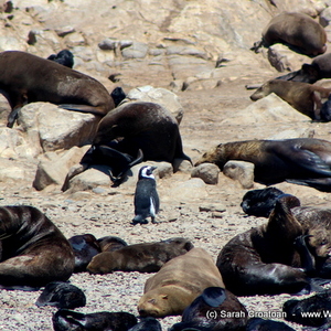 1_IMG_0491_1515745340