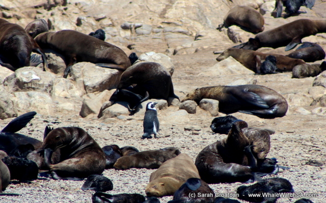 1_IMG_0491_1515745340