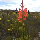 The Fynbos Trail