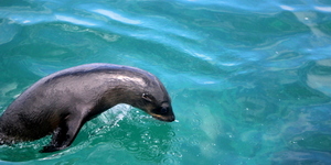 1_IMG_1392_1516352416