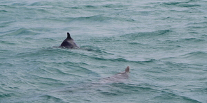 1_IMG_1436_001_1516352417