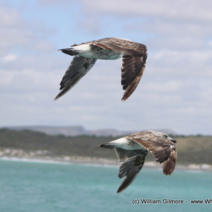 1_IMG_1450_1516352415