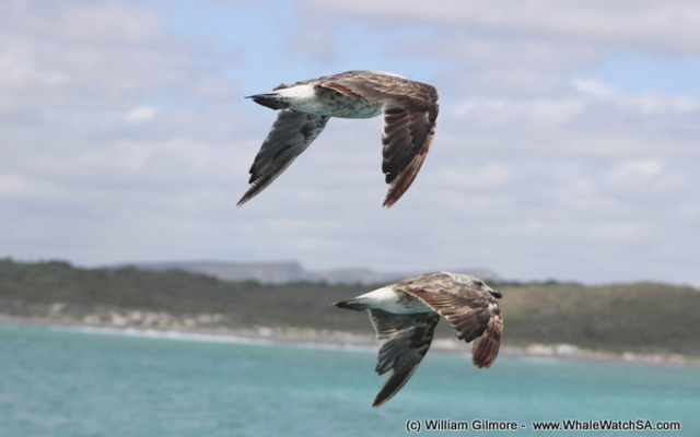 1_IMG_1450_1516352415