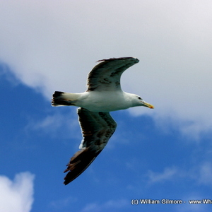 1_IMG_1451_1516352415