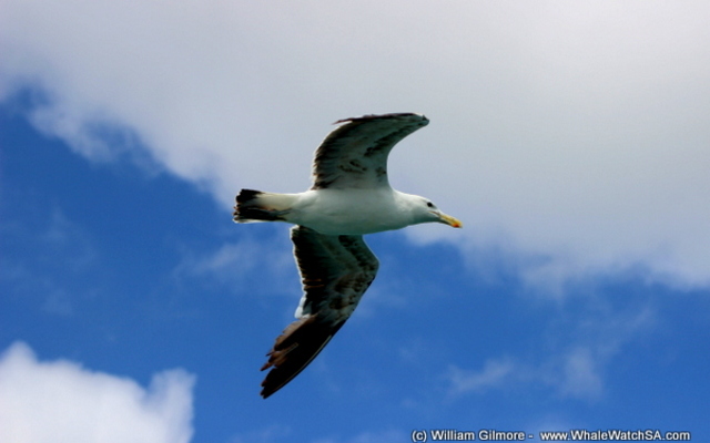 1_IMG_1451_1516352415