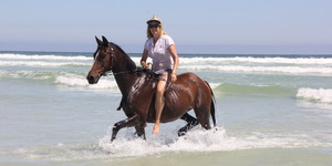 Pearly Beach Horse Trails