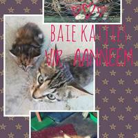 Baby cats available (fee includes sterilization)