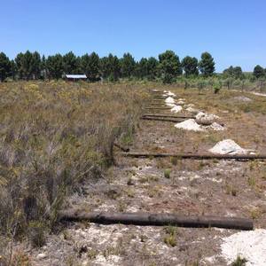 panthera2_1516614154