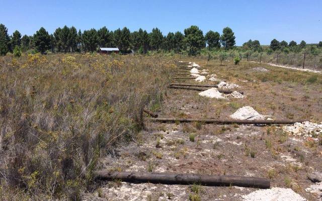 panthera2_1516614154