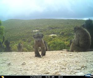 Baboons on camera