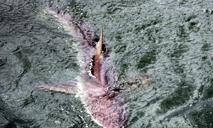 Daily Blog - 31 January 2018