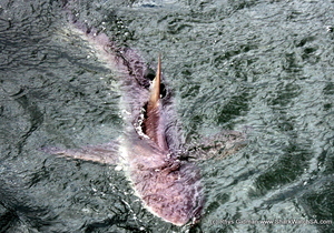 Daily Blog - 31 January 2018