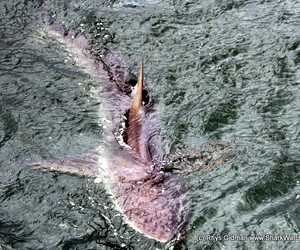 Daily Blog - 31 January 2018