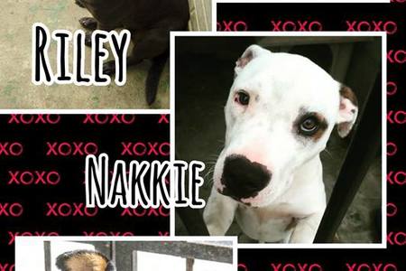 27867510_1382515591858607_8392601056122865509_n_1518435347