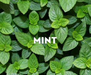 Why is mint so healthy?