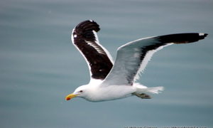 Marine Big 5 Tours - 14 February 2018