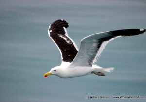 Marine Big 5 Tours - 14 February 2018