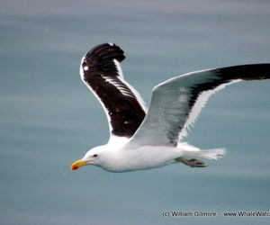 Marine Big 5 Tours - 14 February 2018