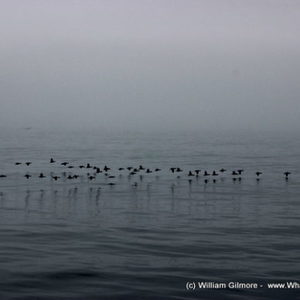 bird_watching_7_580x387_1518700177