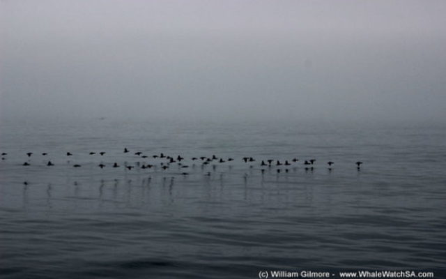 bird_watching_7_580x387_1518700177