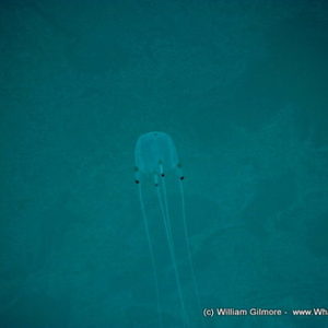 box_jelly_fish_580x387_1__1518700176