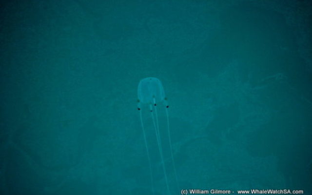 box_jelly_fish_580x387_1__1518700176