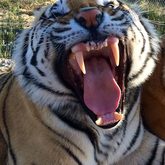 Stanford - Panthera Africa Big Cat Sanctuary - Tiger Roar 