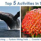 Top 5 activities in the area