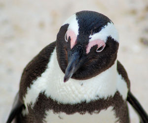 Avian Influenza Update