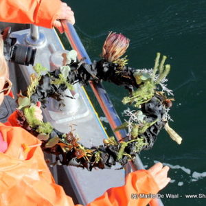 birkenhead_3_580x387_1519642290