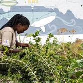 Our Vibrant Masakhane Community Farm - Grootbos Foundation - Xplorioâ„¢ Gansbaai